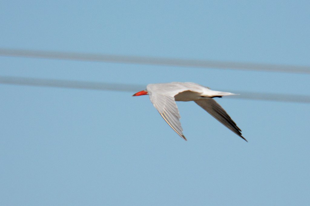 Tern, Caspian, 2015-01191359 Lantana to Naples, FL.JPG - Caspian Tern. Along the road from Lantana to Naples, FL, 1-19-2015